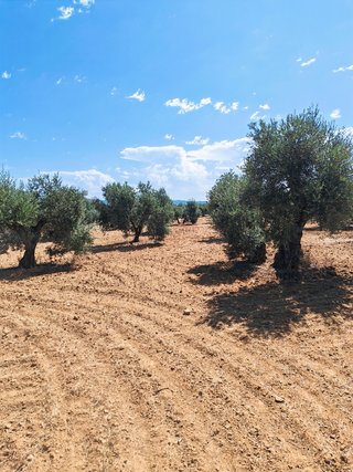 Olivar llano en Marmolejo Jaén