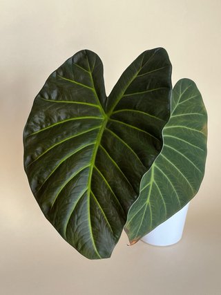 Alocasia Regal Shield