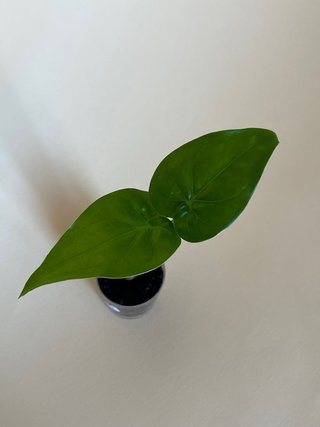 Alocasia Cuculata