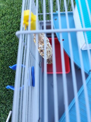 Todo para un hamster jaula, bebedero, heno 2k ...