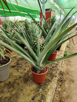 Plantas de Piñas en maceta