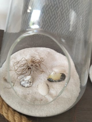 Planta de aire Tillandsia en terrario