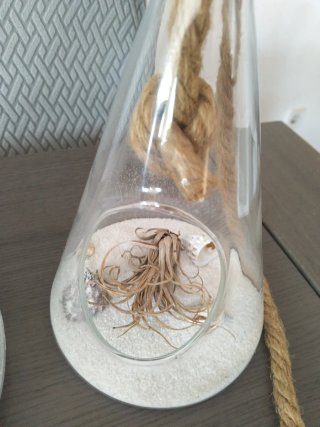 Planta de aire Tillandsia en terrario