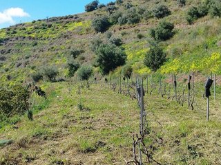 Terreno en venta en La Cala del Moral en Rincón de la Victoria
