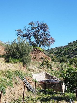 Terreno en venta en La Cala del Moral en Rincón de la Victoria