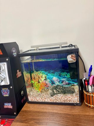 Acuario 10L con accesorios