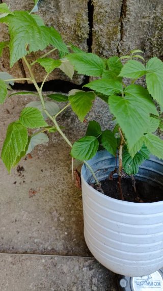 Planta de frambuesa en maceta