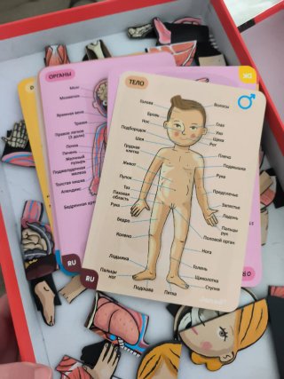 Juego magnético del cuerpo humano Janod