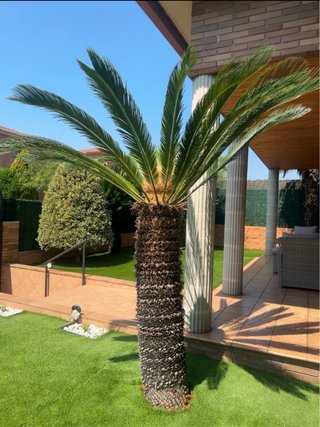 Cycas revoluta adulta de gran tamaño.