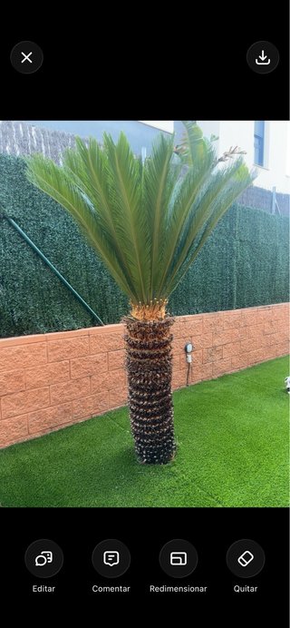 Cycas revoluta adulta grande