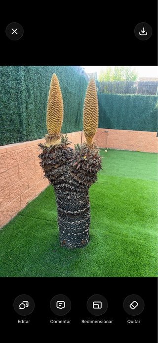 Cycas revoluta adulta grande