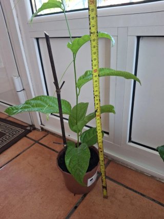 Maracuyá Edulis Morado Fruta Fresca