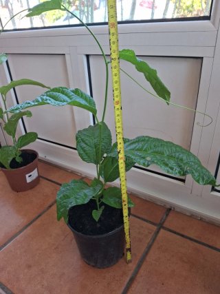 Pasiflora Edulis Morado