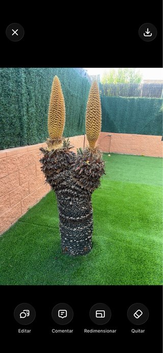 Cycas revoluta adulta grande