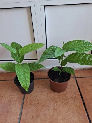 2 Plantas de Maracuyá Edulis Morado