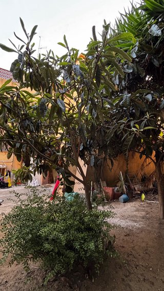 Árbol Magnolia Grande y mas plantas y arboles