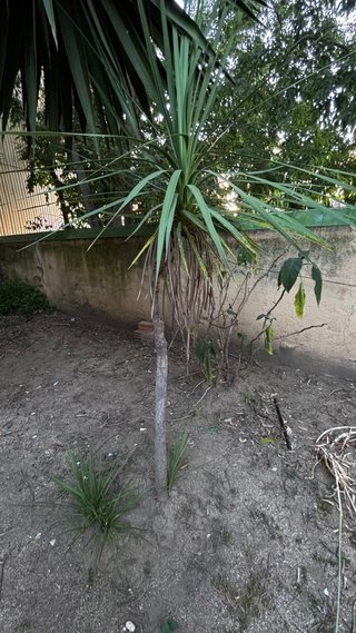 Árbol Magnolia Grande y mas plantas y arboles