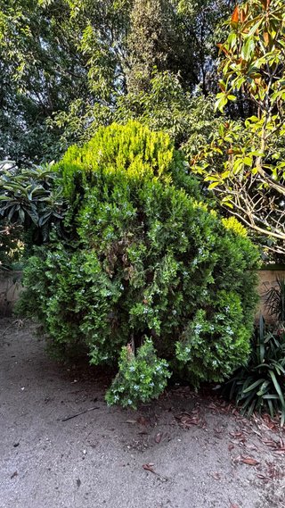 Árbol Magnolia Grande y mas plantas y arboles