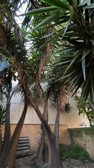 Árbol Magnolia Grande y mas plantas y arboles