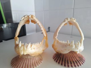 Mandíbulas de pez artesanales
