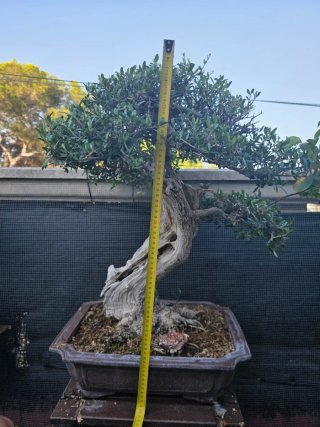 Bonsai de olivo 60cm x 60cm