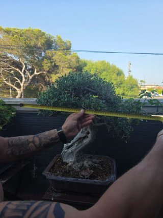 Bonsai de olivo 60cm x 60cm