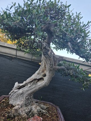 Bonsai de olivo 60cm x 60cm