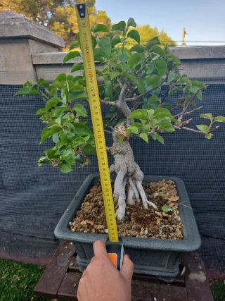 Bonsai de bugambilia rosa 40 cm