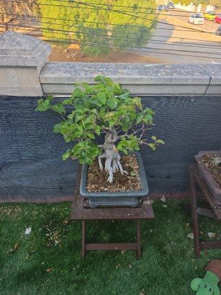 Bonsai de bugambilia rosa 40 cm