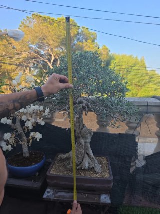 Bonsai de olivo