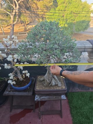 Bonsai de olivo