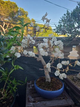 Bonsai de bugambilia blanca