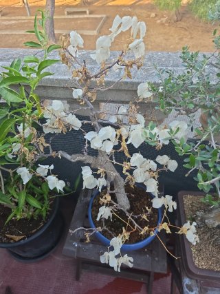 Bonsai de bugambilia blanca