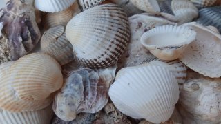 100 Conchiglie Marine Naturali Miste