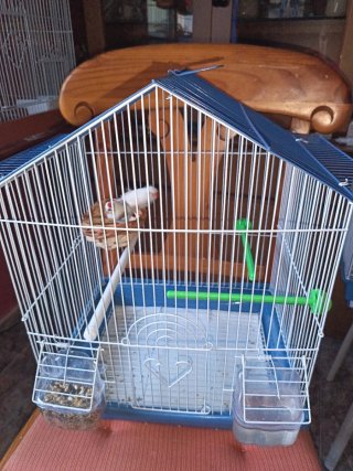 Pajaritos con su jaula