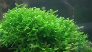 Musgo Pelia para acuario
