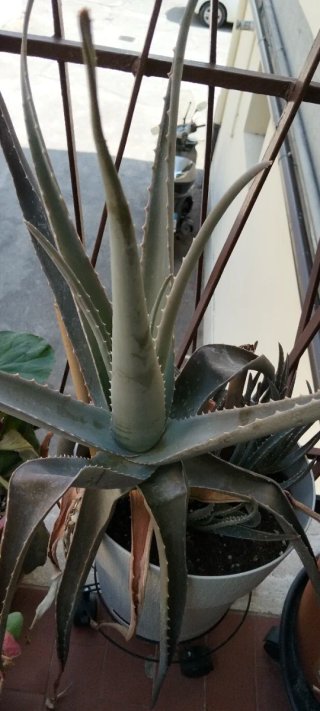 Talee di piante succulente