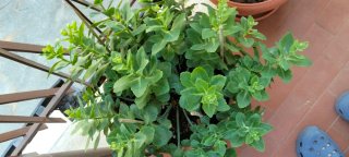 Talee di piante succulente