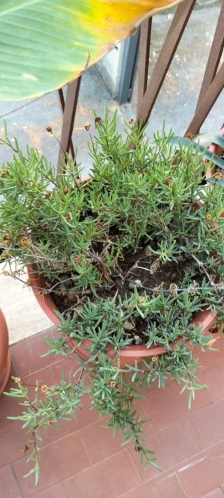 Talee di piante succulente