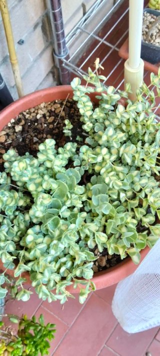 Talee di piante succulente