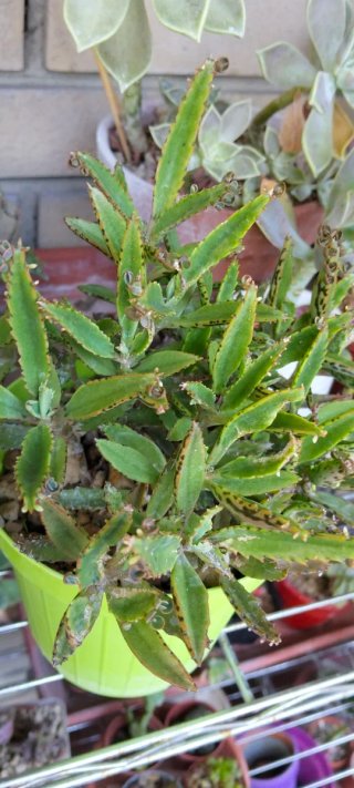 Talee di piante succulente