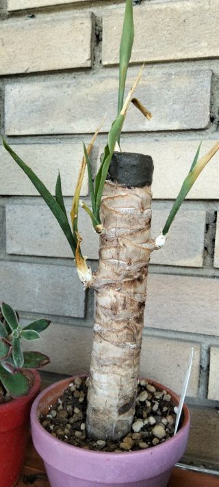 Yucca tronco con foglie verdi