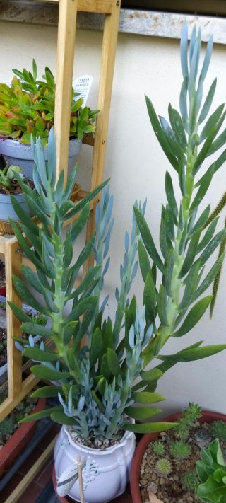Piante grasse talee