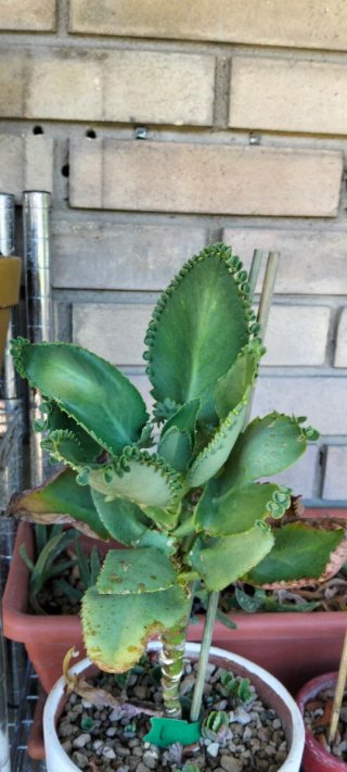 Piante grasse talee
