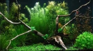 Lote plantas acuáticas para Juan
