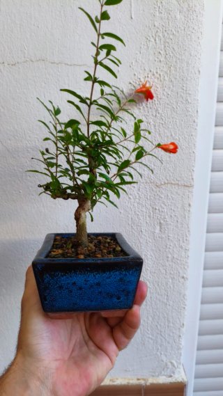 Bonsái Punica Granatum Nana