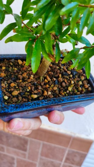 Bonsái Punica Granatum Nana