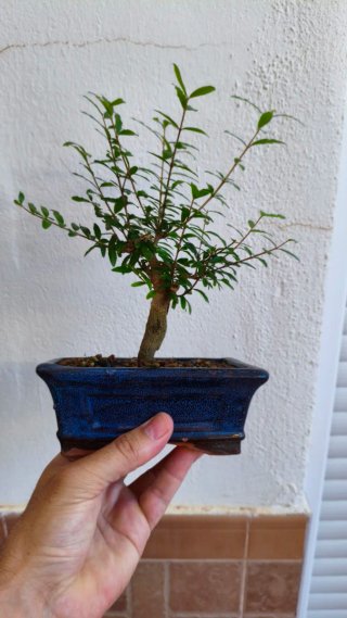 Bonsái Punica Granatum Nana n3
