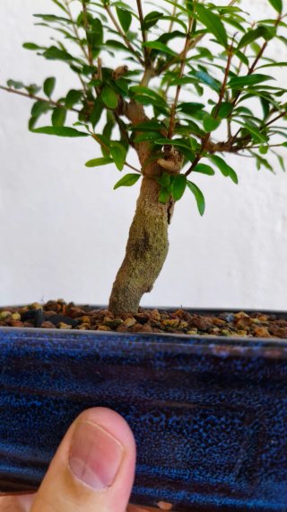 Bonsái Punica Granatum Nana n3