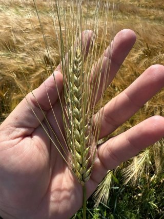 Agricultura